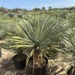 Yucca Rostrata - výška 140-160 cm, výška kmeňa: 50/60 cm, kont. C90L (-22°C) 